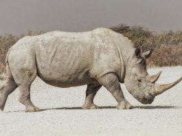 Rinocerul, un animal erbivor de mari dimensiuni