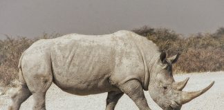 Rinocerul, un animal erbivor de mari dimensiuni