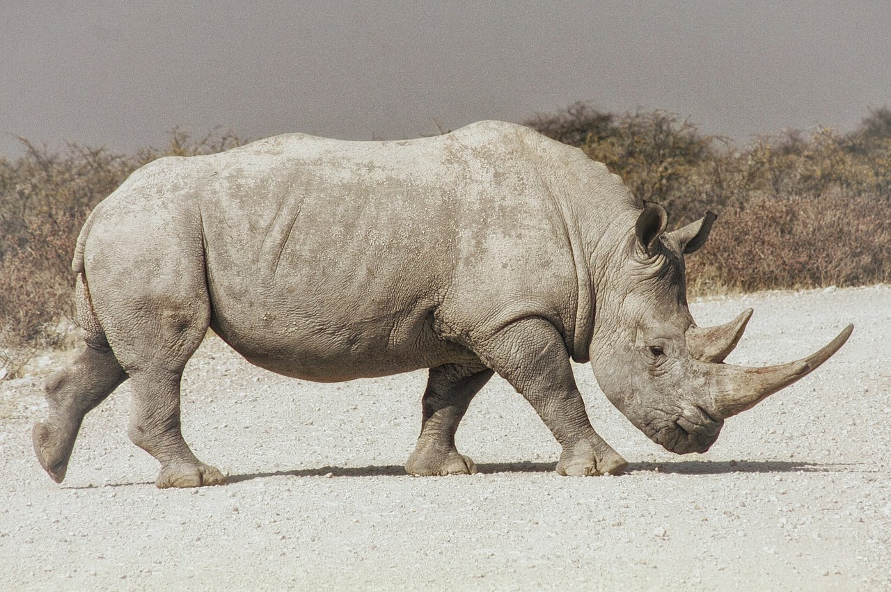 ce este viziunea rinocerului