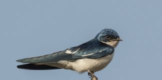 Rândunica, o pasăre mică se sugerează venirea primăverii