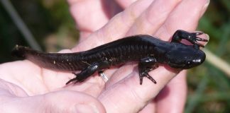 Salamandra și tritonul, amfibieni de culoare neagră