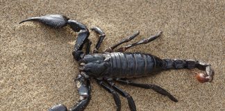 Scorpionul, animale de pradă, periculoase și veninoase