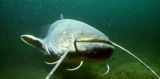Somnul (Silurus glanis), un pește care trăiește în apele dulci de pe toate continentele