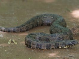 Specii de șerpi de apă, o reptilă cu solzi