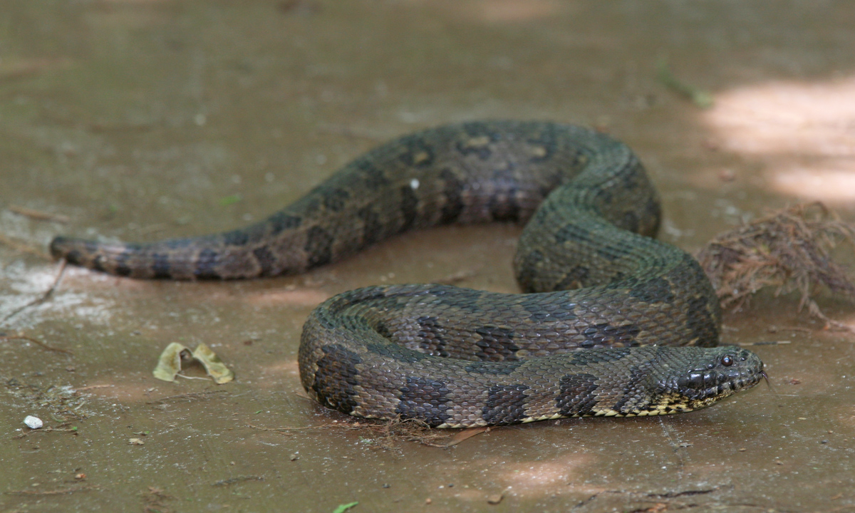 Specii de șerpi de apă, o reptilă cu solzi