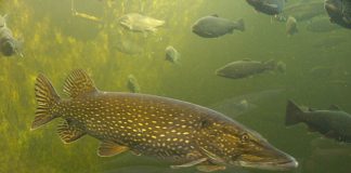Știuca (Esox lucius): peștele de apă dulce și prădătorul lacurilor din România Specii de pesti - Stiuca