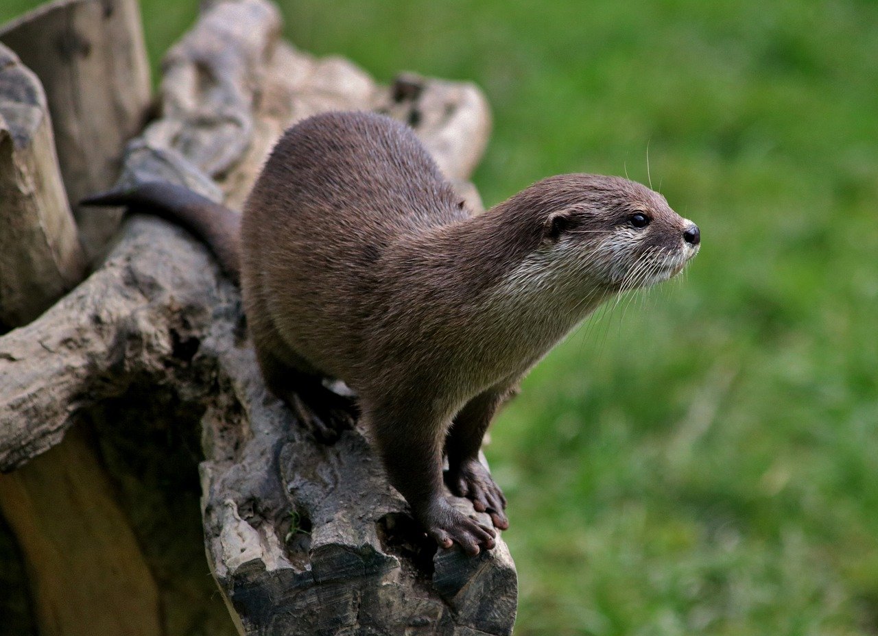 Specii De Vidre Adaptate La Apă Caracteristici și Habitat