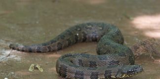 Specii de șerpi de apă: adaptările uimitoare ale reptilelor acvatice Specii de șerpi de apă, o reptilă cu solzi