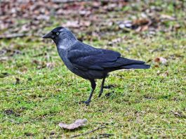 Stâncuța (Corvus monedula), cea mai mică pasăre