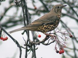 Sturzul de vâsc (Turdus Viscivorus), o pasăre migratoare întâlnită și în țara noastră