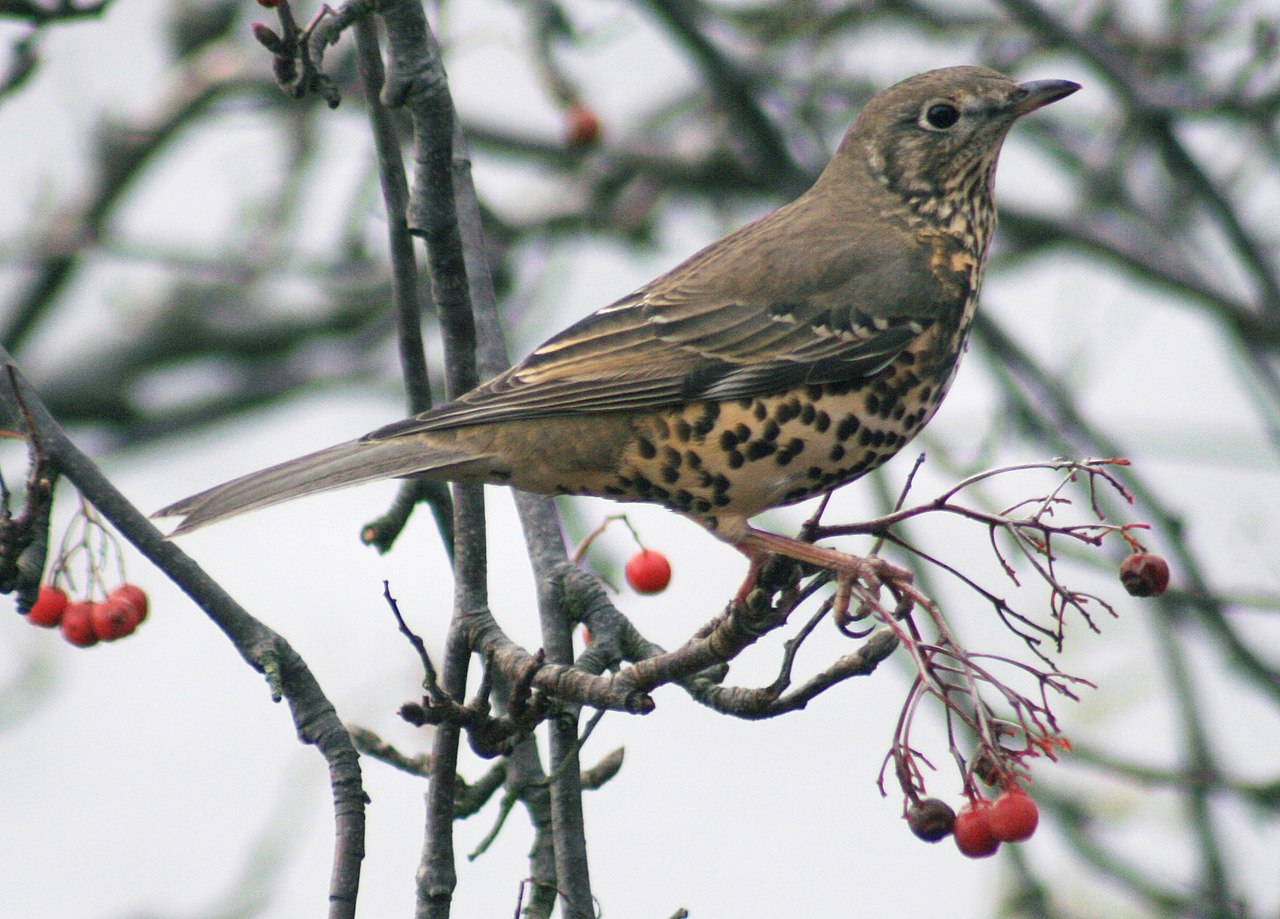 Sturzul de vâsc (Turdus Viscivorus), o pasăre migratoare întâlnită și în țara noastră