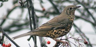 Sturzul de vâsc (Turdus Viscivorus), o pasăre migratoare întâlnită și în țara noastră