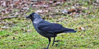 Stâncuța (Corvus monedula), cea mai mică pasăre din familia corvidelor Stâncuța (Corvus monedula), cea mai mică pasăre