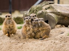 Suricatele, animale sălbatice faimoase pentru comportamentul lor social