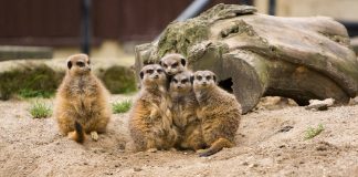 Suricatele, animale sălbatice faimoase pentru comportamentul lor social