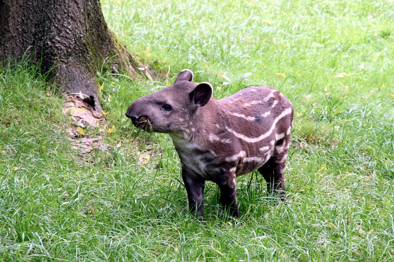 Tapir