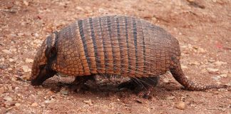 Tatu, un animal cu platoșă străvechi