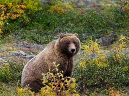 Ursul Grizly, un mamifer de talie mare din America de Nord