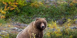 Ursul Grizly, un mamifer de talie mare din America de Nord