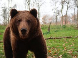 Ursul brun din pădurile Munților Carpați trăiește aproximativ 25 de ani