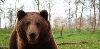 Ursul brun din pădurile Munților Carpați trăiește aproximativ 25 de ani