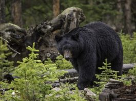 Ursul negru, un animal solitar al pădurii