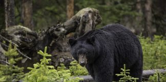 Ursul negru, un animal solitar al pădurii