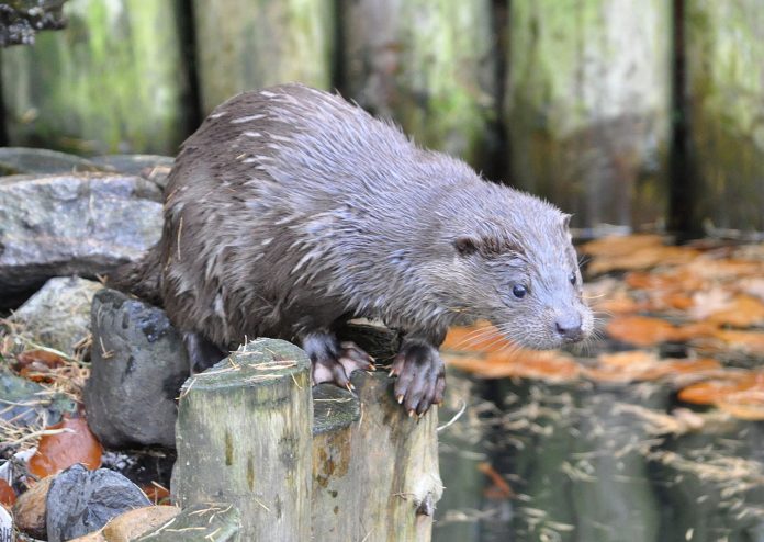 Specii de vidre adaptate la apă, caracteristici și habitat
