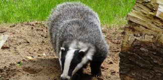 Viezurele sau bursucul, trăiește în toată Europa