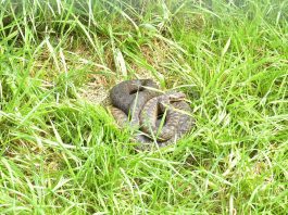 Vipera comună (Vipera berus), poate ajunge până la 90 cm