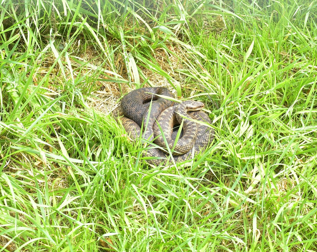 Vipera comună (Vipera berus), poate ajunge până la 90 cm