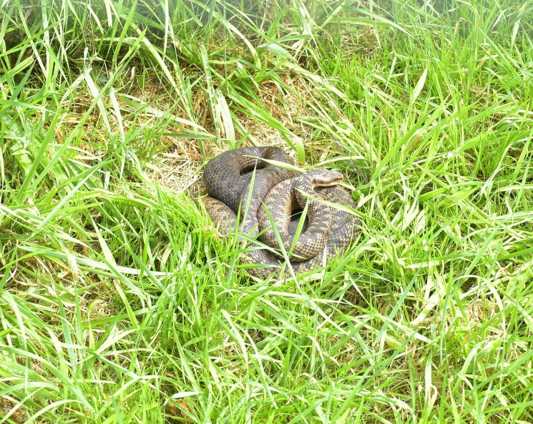 Vipera comună (Vipera berus), poate ajunge până la 90 cm