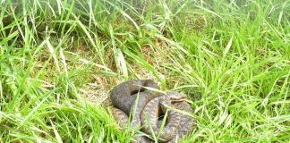 Vipera comună (Vipera berus), poate ajunge până la 90 cm