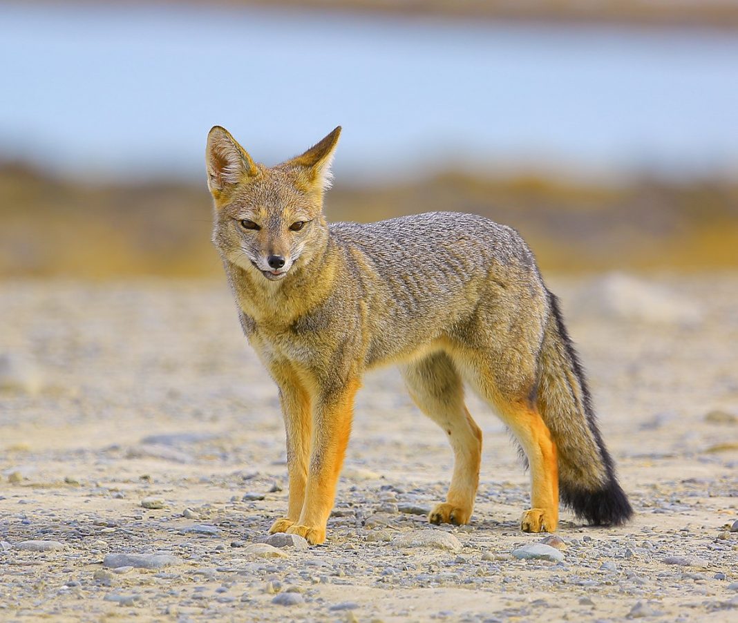 Cainele Si Vulpea Vulpea, vezi câte specii cuprinde familia Canidae - Deștepți.ro