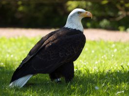 Vulturul cu cap alb (Haeliaetus leucocephalus), cea mai mare pasăre zburătoare din lume