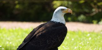 Vulturul cu cap alb (Haeliaetus leucocephalus), cea mai mare pasăre zburătoare din lume
