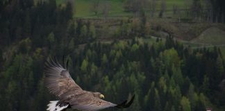 Vulturul din regiunile tropicale, regele văzduhului