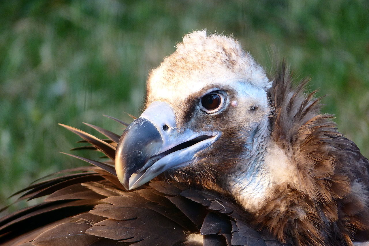 Vulturul-plesuv negru