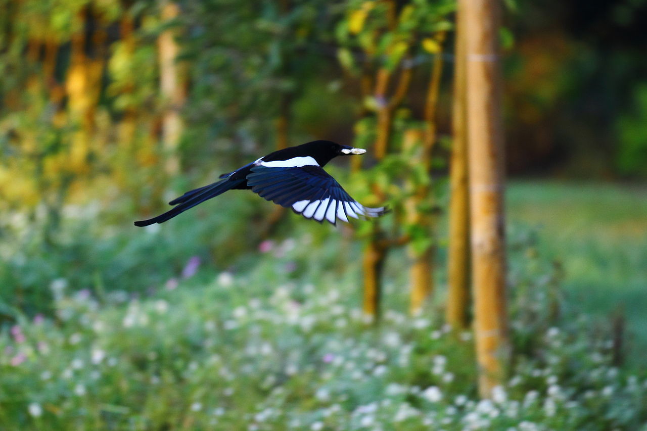 Coțofana (Pica Pica) face parte din familia de păsări Corvidae ...