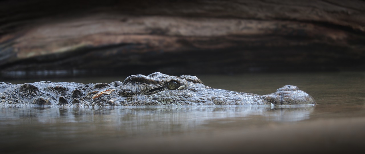 crocodil in apa