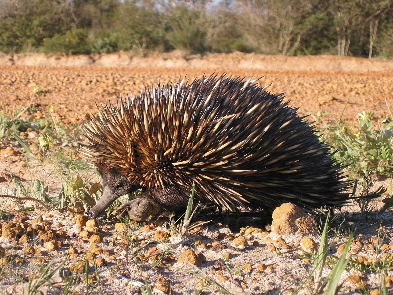 echidna