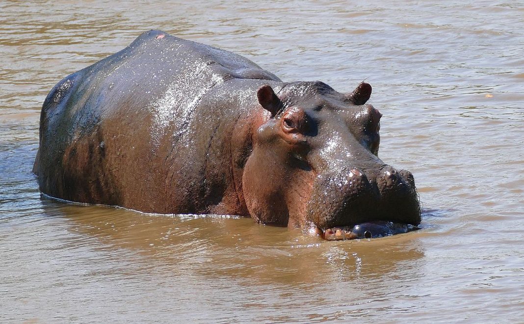 Hipopotamul (Hippopotamus amphibius): viața și obiceiurile lui