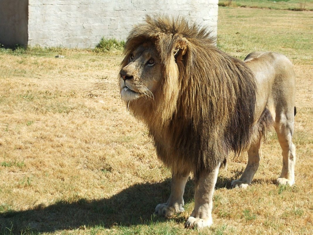 Compunere Despre Leu Descoperă lucruri interesante despre leu (Panthera leo) - Deștepți.ro