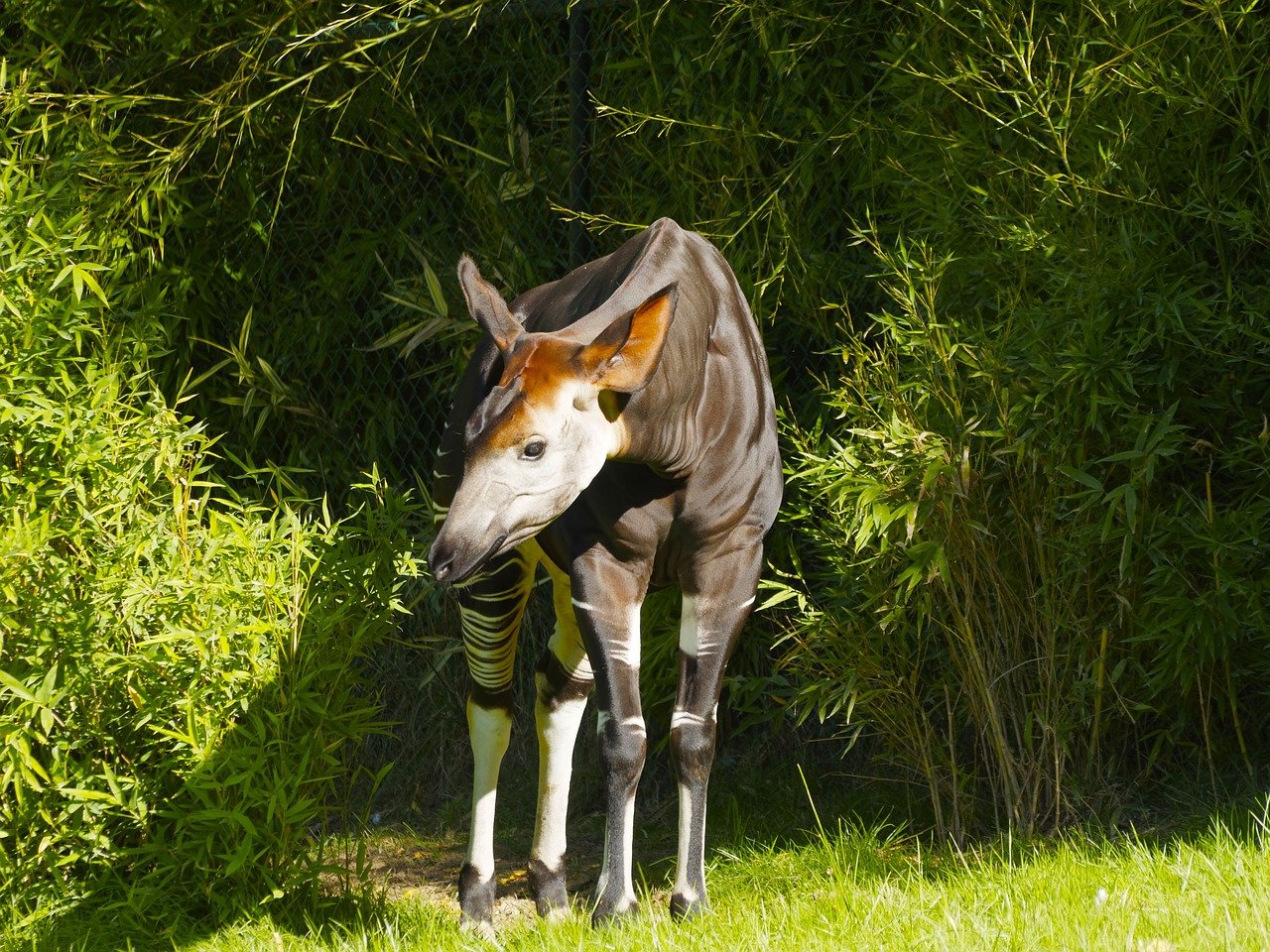 okapi