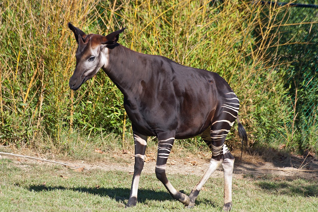 okapi ruda girafei