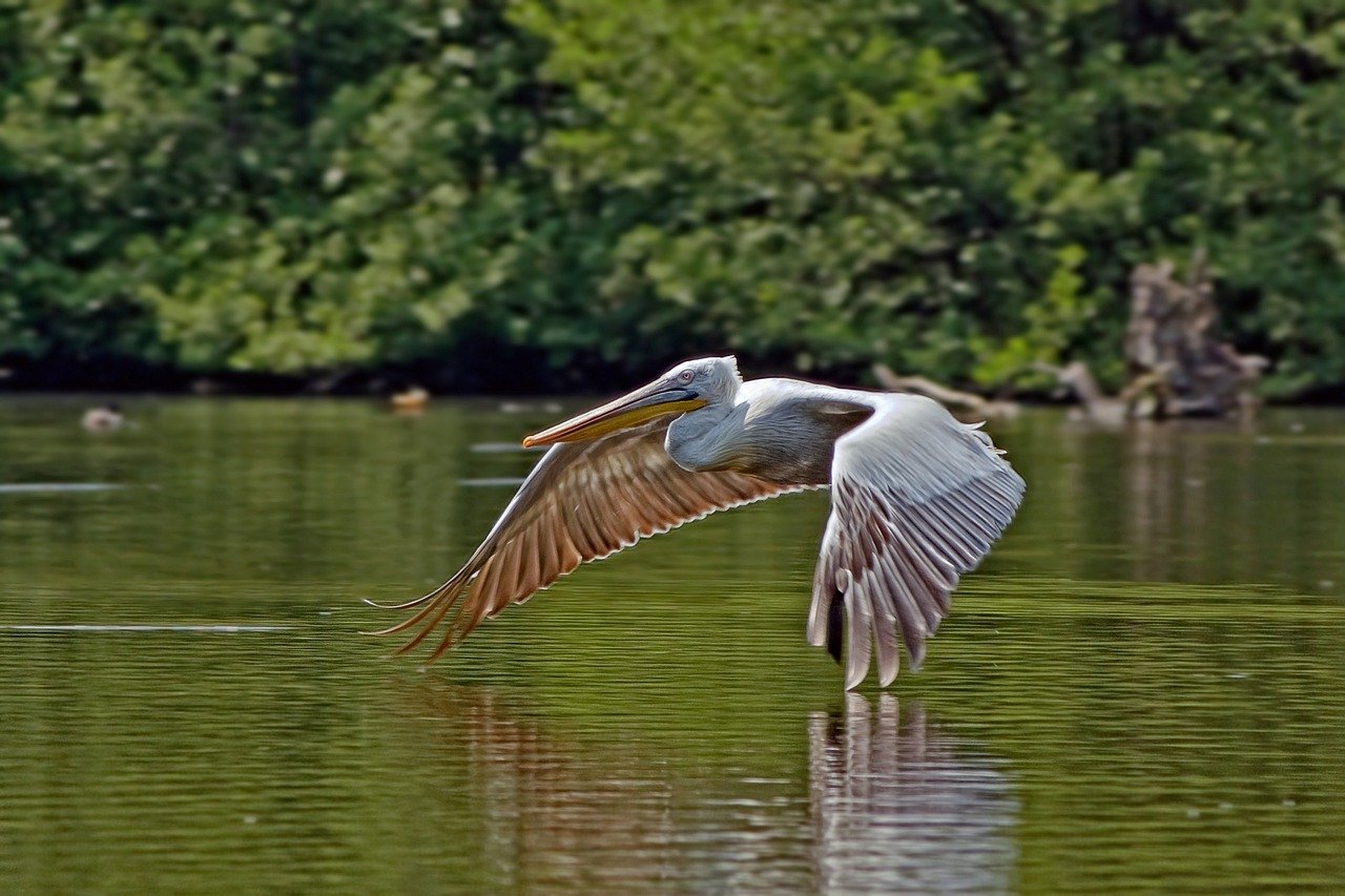 pelican in zbor