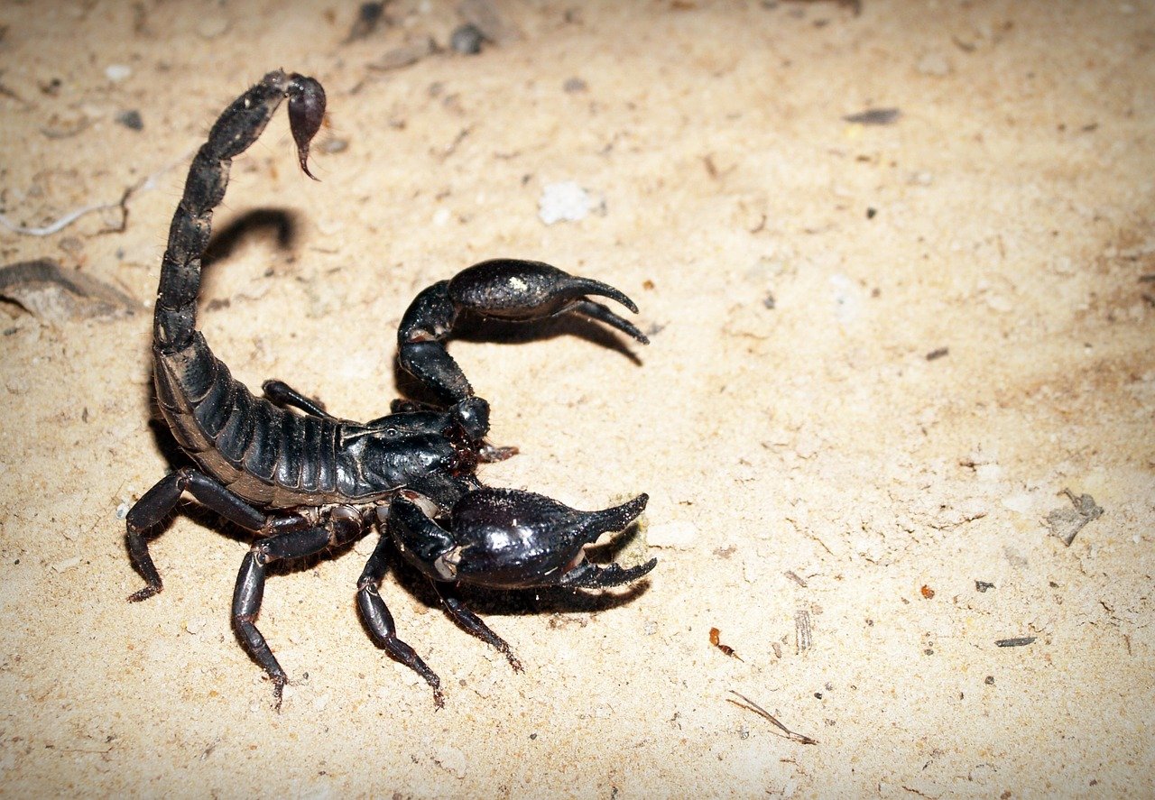 cum poate un scorpion să piardă în greutate