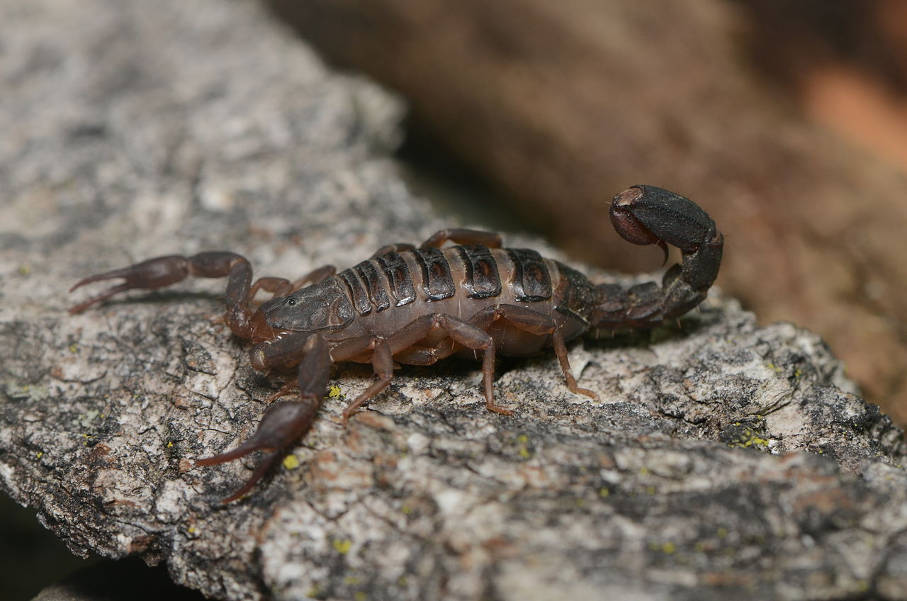 scorpionn