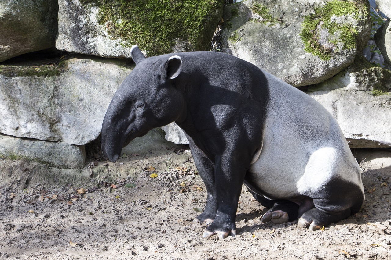 tapirr