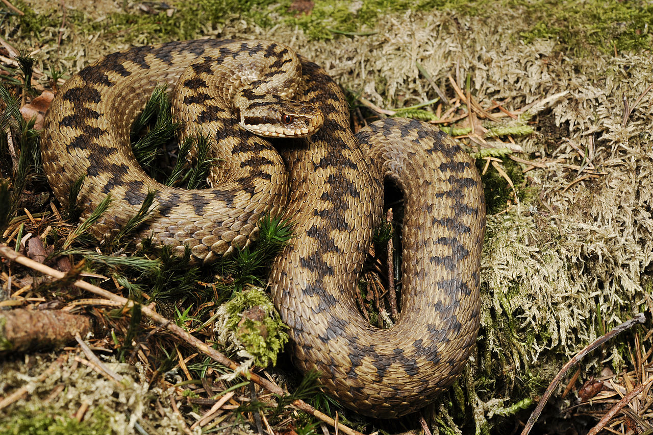 vipera